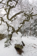 Snow-covered Süntel beech, copper beech (Fagus sylvatica), Tharandt Forest, Saxony, Germany