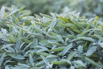 Dew on leaves of Common sage (salvia officinalis), Saxony, Germany