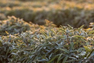 Dew and first morning light on the leaves of Common sage (salvia officinalis), Saxony, Germany
