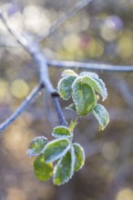 Leaves of a rose (pink) with hoarfrost, Saxony, Germany