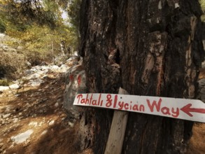 A wooden sign points the way through a wooded hiking trail towards Tahtali Dagi, Lycian Trail,