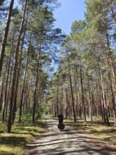 A bicycle rides on a natural cycle path through a pine forest with tall trees and blue skies,