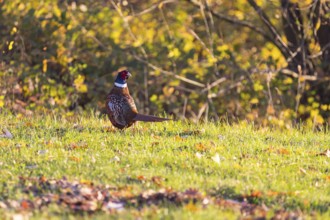 Pheasant (Phasianus colchicus) in a meadow in the morning light, Moritzburg, Saxony, Germany