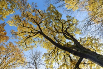Oak leaves (quercus) glowing yellow in autumn against a blue sky, Moritzburg, Saxony, Germany
