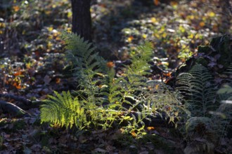 Fern on forest floor in deciduous forest in the last sunlight, Moritzburg, Saxony, Germany