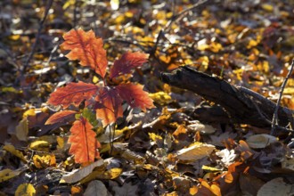 The oak leaves (quercus) glow red in autumn forest, Moritzburg, Saxony, Germany