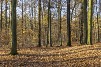 Sun shines in the autumn forest and makes the last leaves glow, Moritzburg, Saxony, Germany