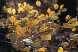 Yellow glow of the beech leaves (fagus) in autumn forest, Moritzburg, Saxony, Germany