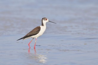 Black-winged Stilt (Himantopus himantopus) foraging in the shallow water of a lake shore, Wildlife,