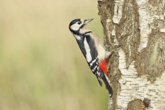 Great spotted woodpecker (Dendrocopus major), male, foraging on the trunk of a common birch (Betula