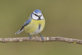 Blue tit (Parus caeruleus), sitting on a branch, Wilnsdorf, North Rhine-Westphalia, Germany