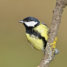 Great Tit (Parus major), male sitting on a branch overgrown with moss and lichen, Wildlife,