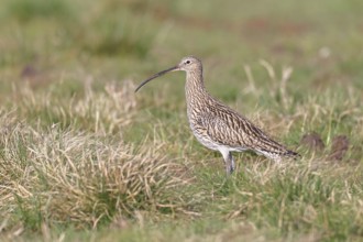 Eurasian curlew (Numenius arquata), foraging in a meadow, wildlife, animals, birds, snipe family,
