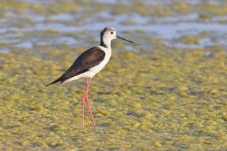 Black-winged Stilt (Himantopus himantopus) foraging in the silt of a lake shore, Wildlife, Wading