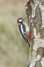 Great spotted woodpecker (Dendrocopus major), male, foraging on the trunk of a common birch (Betula