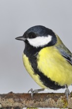 Great Tit (Parus major), sitting on a branch, animal portrait, wildlife, animals, birds, tits,