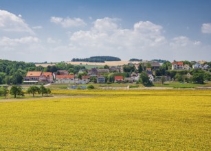 Sunflower field in Diesbar-Seußlitz with a view of the Elbe ferry and Niederlommatzsch, Meissen