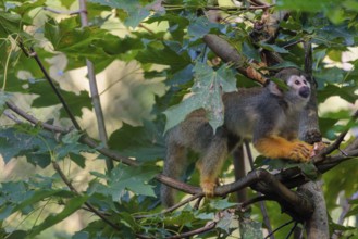 A Central American squirrel monkey (Saimiri oerstedii) looks for food in a green bush. Costa Rica,