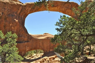Double O Arch, a sprawling rock arch surrounded by green vegetation under clear skies, Arches