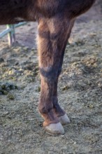 Grand Canyon National Park, Arizona - The front legs and hoofs of one of approximately 150 mules in