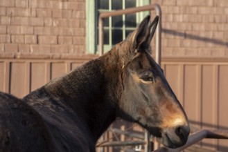 Grand Canyon National Park, Arizona - One of the approximately 150 mules in the herd that take