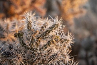 Grand Canyon National Park, Arizona - Whipple chola (Cylindropuntia whipplei), a cactus growing on
