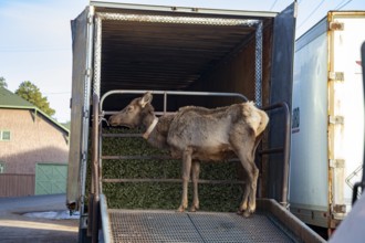 Grand Canyon National Park, Arizona - An elk (Cervus canadensis) stands on the ramp of a truck that