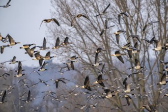 Bislicher Insel, nature reserve on the Rhine, Altrheinarm, near Xanten, Lower Rhine, Wesel