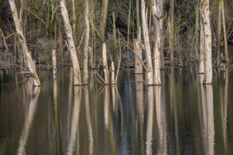 The Bislicher Insel, nature reserve on the Rhine, Altrheinarm, near Xanten, Lower Rhine, Wesel