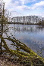 The Bislicher Insel, nature reserve on the Rhine, Altrheinarm, near Xanten, Lower Rhine, Wesel
