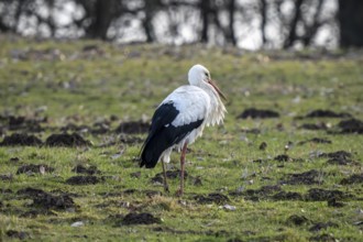 The Bislicher Insel, nature reserve on the Rhine, Altrheinarm, near Xanten, Lower Rhine, Wesel
