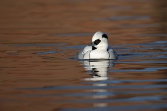 Smew (Mergellus albellus) adult male sawbill duck bird on a lake in winter, England, United KIngdom