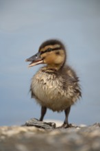 Mallard duck (Anas platyrhynchos) juvenile baby duckling bird quacking in spring, England, United