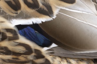Mallard duck (Anas platyrhynchos) adult female bird close up of its wing feathers, England, United