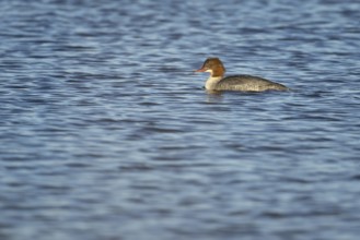 Goosander (Mergus merganser) adult female sawbill bird on a lake in winter, RSPB Titchwell nature