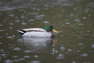 Mallard duck (Anas platyrhynchos) adult male bird on a lake in a rain storm, England, United