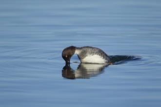Goldeneye (Bucephala clangula) adult female duck bird diving on a lake in winter, Suffolk, England,
