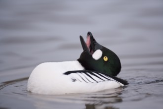 Goldeneye (Bucephala clangula) adult male duck bird displaying on a lake in winter, England, United