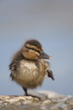 Mallard duck (Anas platyrhynchos) juvenile baby duckling bird stretching its leg in spring,