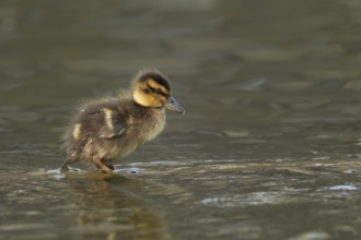 Mallard duck (Anas platyrhynchos) juvenile baby duckling bird in shallow water in spring, England,