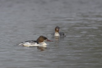 Goosander (Mergus merganser) two adult female sawbill birds on a lake in autumn, England, United