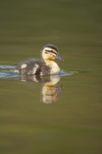 Mallard duck (Anas platyrhynchos) juvenile baby duckling bird on a lake in spring, England, United