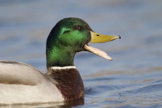 Mallard duck (Anas platyrhynchos) adult male bird calling quacking with its beak open on a lake,