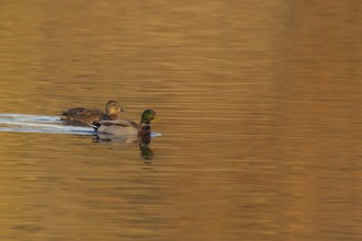 Mallard duck (Anas platyrhynchos) adult male and female two birds on a lake, England, United