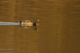 Mallard duck (Anas platyrhynchos) adult male bird on a lake, England, United KIngdom