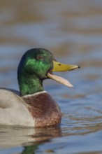 Mallard duck (Anas platyrhynchos) adult male bird calling quacking with its beak open on a lake,