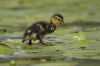 Mallard duck (Anas platyrhynchos) juvenile baby duckling bird walking on a water lily pad leaf in