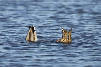 Mallard duck (Anas platyrhynchos) adult male and female two birds feeding or dabbling on a lake,