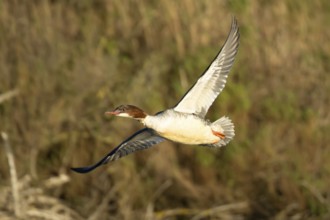 Goosander (Mergus merganser) adult female sawbill bird flying in winter, RSPB Titchwell nature