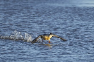Goosander (Mergus merganser) adult female sawbill bird running on a lake in winter, RSPB Titchwell